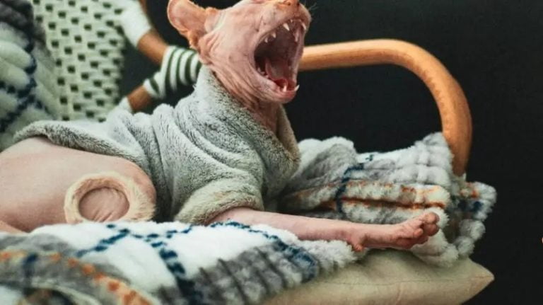 Кошка сфинкс