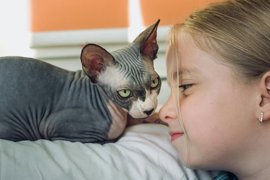 1 kid girl and domestic cat cavan images anastasiya chichkanova