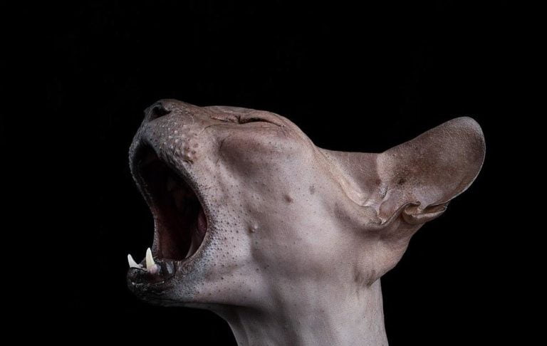 Физические дефекты донских сфинксов