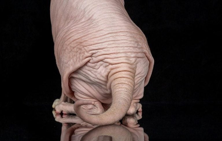 Кастрация котов породы Сфинкс