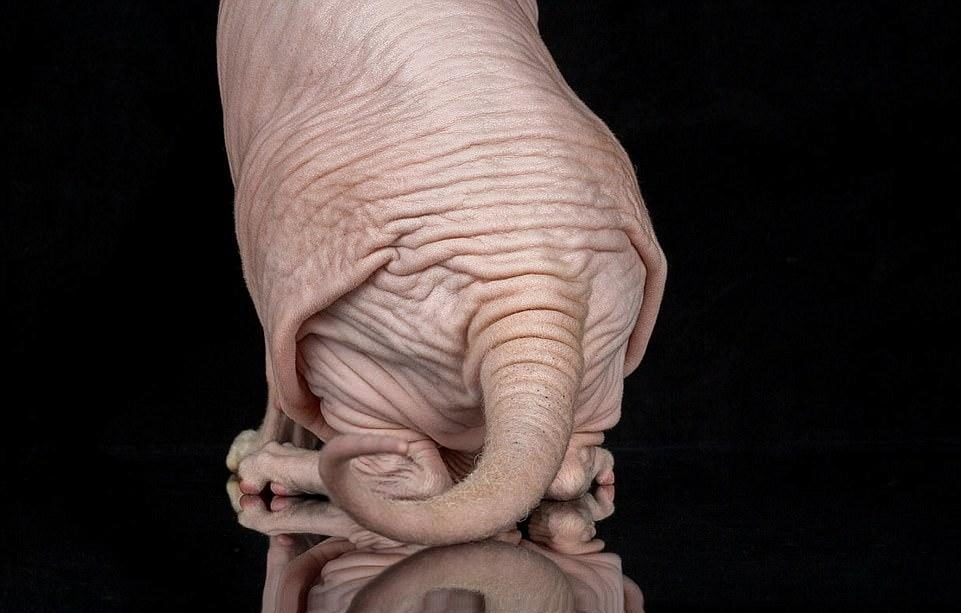 43e3fe4f00000578 4850306 no hair don t care as it does not have a coat the sphynx struggl a 12 1504720026937 e1679157524222