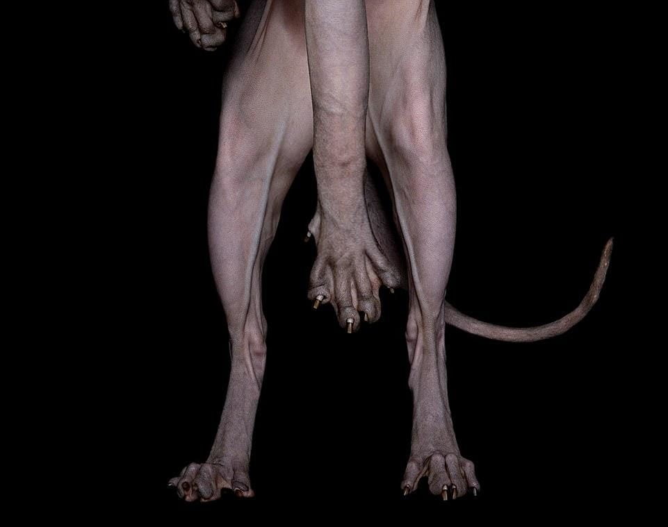 43e3fe7100000578 4850306 project to date ms rius has photographed 14 different sphynxes w a 9 1504719999379 e1679157563110