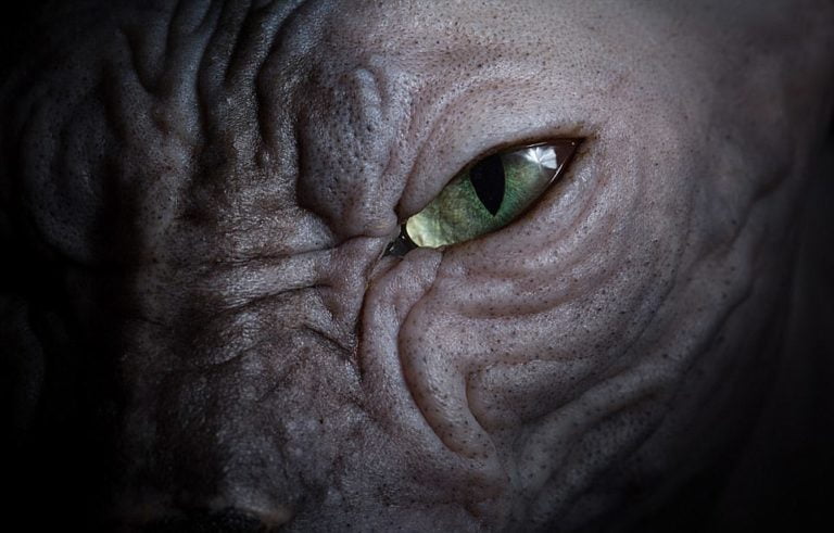 Возраст спаривания Донских сфинксов