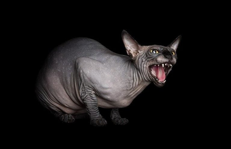 Котенок или инопланетянин? Уникальная красота бесшерстных сфинксов запечатлена на потрясающих снимках