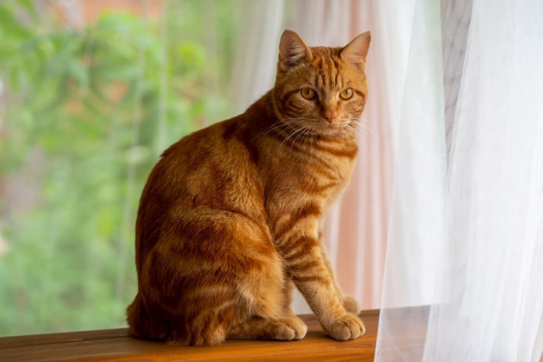 Витамины для кошки - какие витамины давать кошке