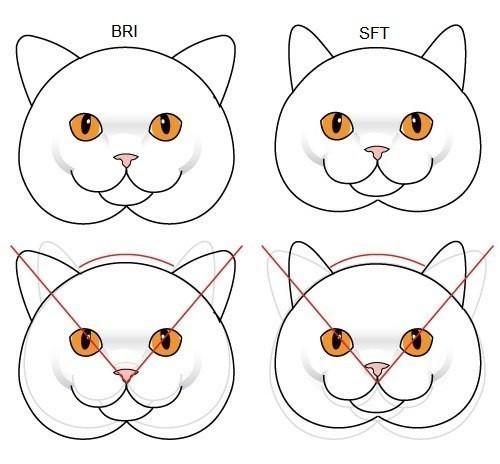  Британец против шотландца.  8 отличий
