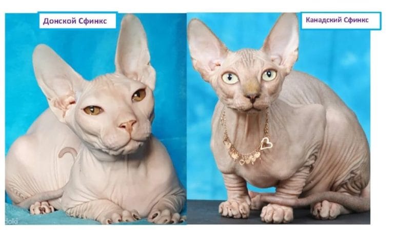 Чем канадский сфинкс отличается от донского?