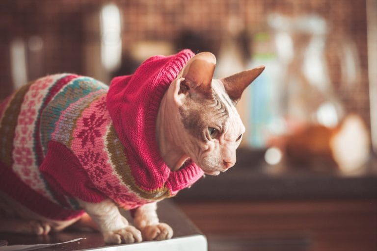 Фотосессия со сфинксом: Идеи для ярких кадров