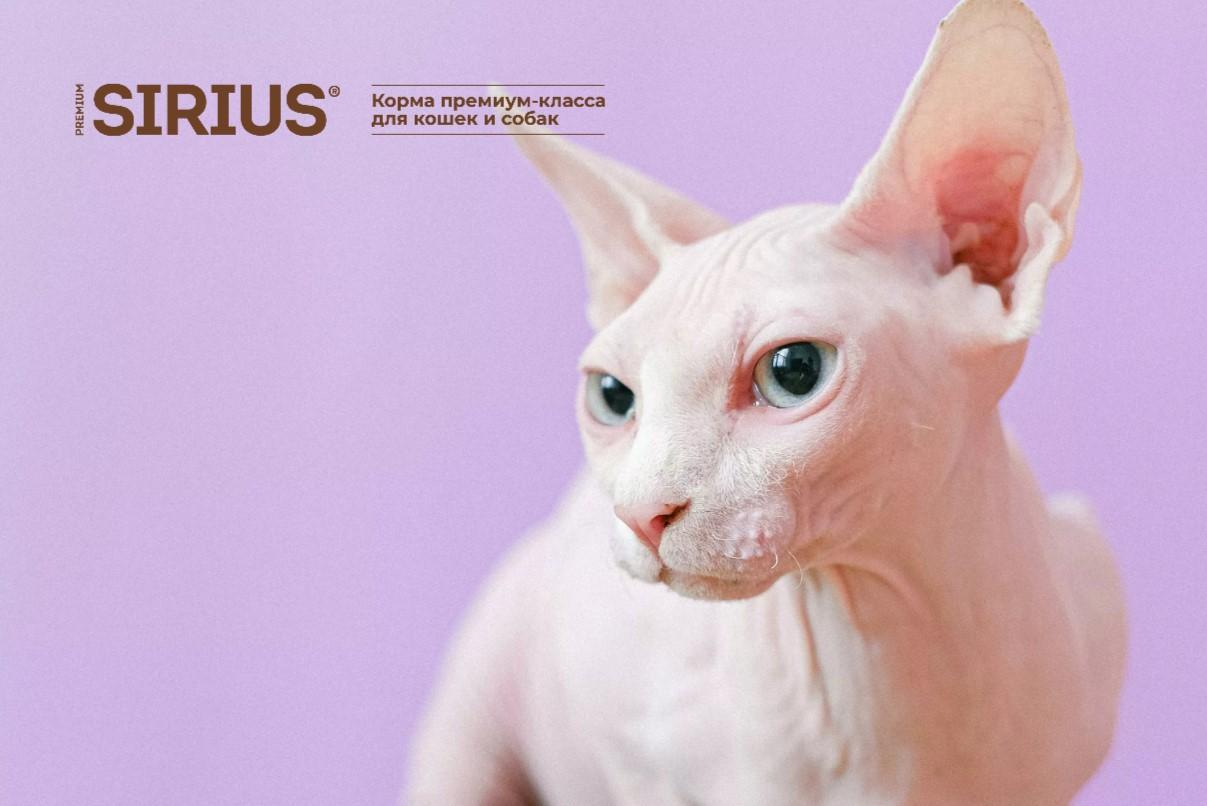 kak ponyat chto vash sfinks schastliv priznaki horoshego samochuvstviya 1