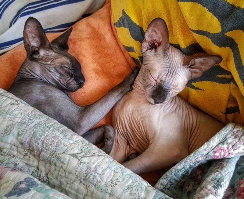 kak sfinksy ladyat s drugimi zhivotnymi sovety po sovmestnomu soderzhaniyu