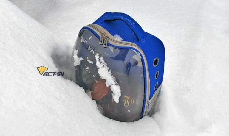 Как защитить сфинкса зимой?