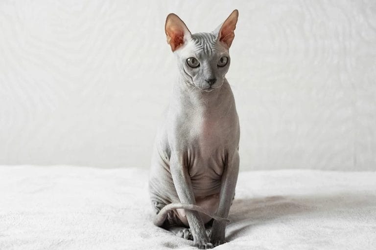 Характеристики породы Сфинкс