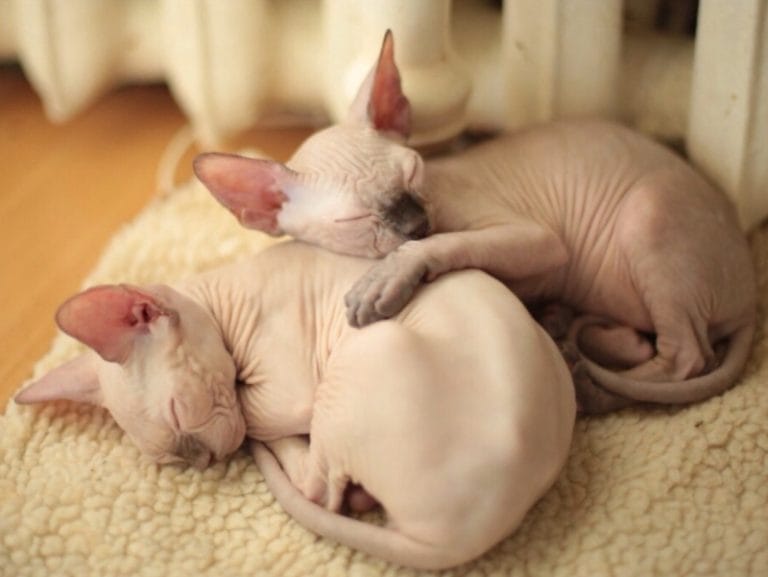 Сфинкс и другие животные: Советы по адаптации