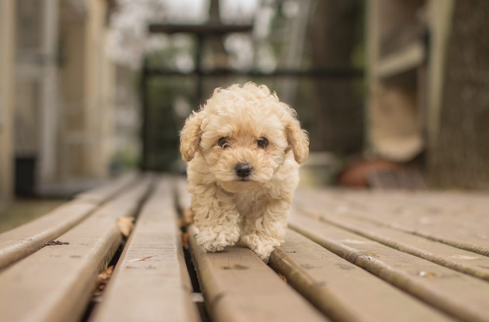 maltipoo dog