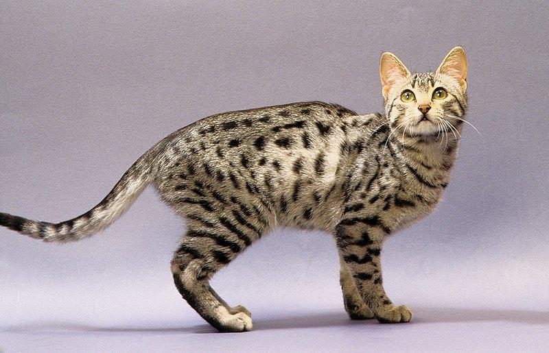 66 130 egyptian mau2