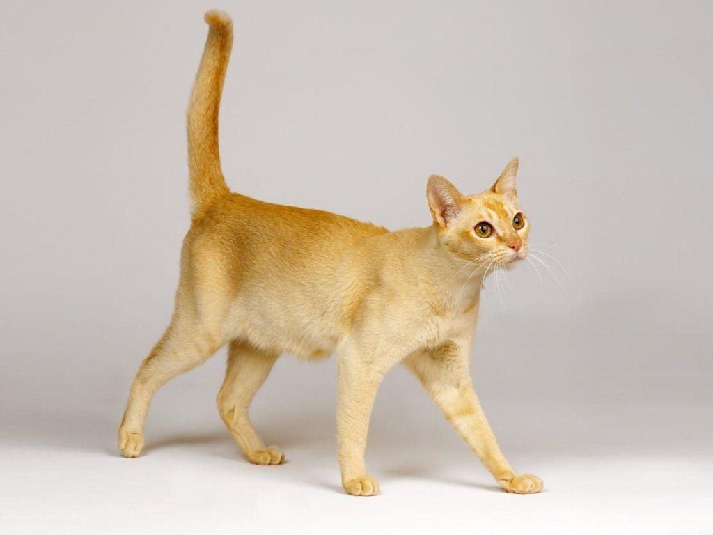 ceylon cat