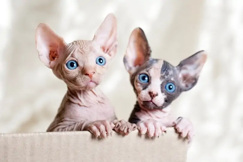 sphynx kittens