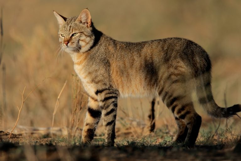 Дикие предки домашних кошек