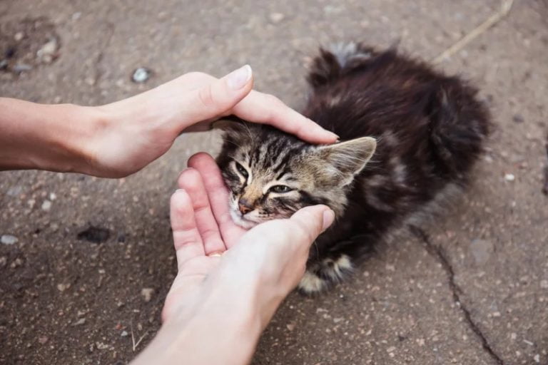 Проблемы бездомных котов и почему стоит приобрести кота с рук