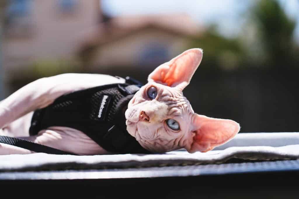 sphynx cat with blue eyes 1024x683 1