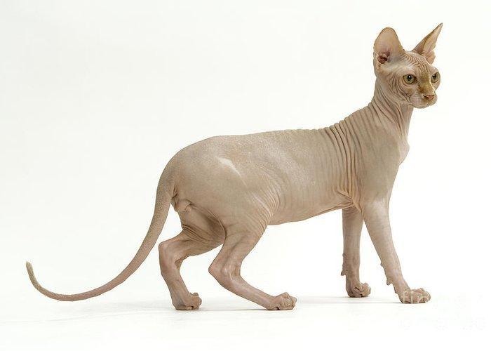 1 sphynx cat jean michel labat