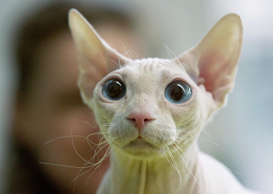 a woman holds sphynx cat vasily fedosenko