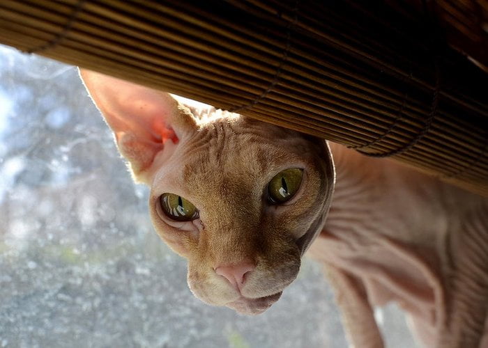 curious sphynx fraida gutovich