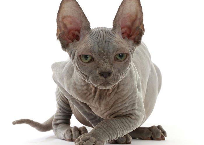 grey sphynx kitten age 11 weeks portrait mark taylor natureplcom