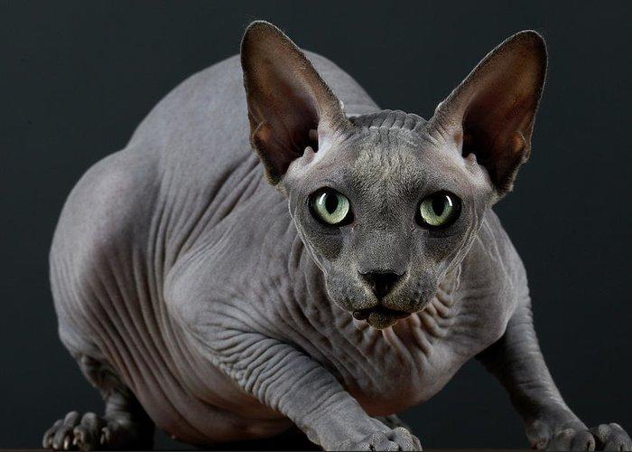 hairless cat peter samuels