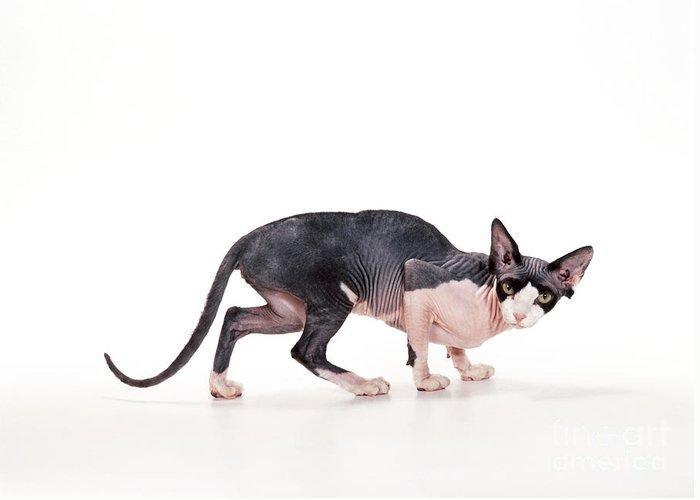 sphynx cat john daniels