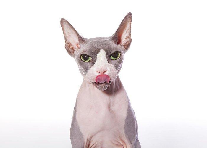 sphynx cat with tongue out