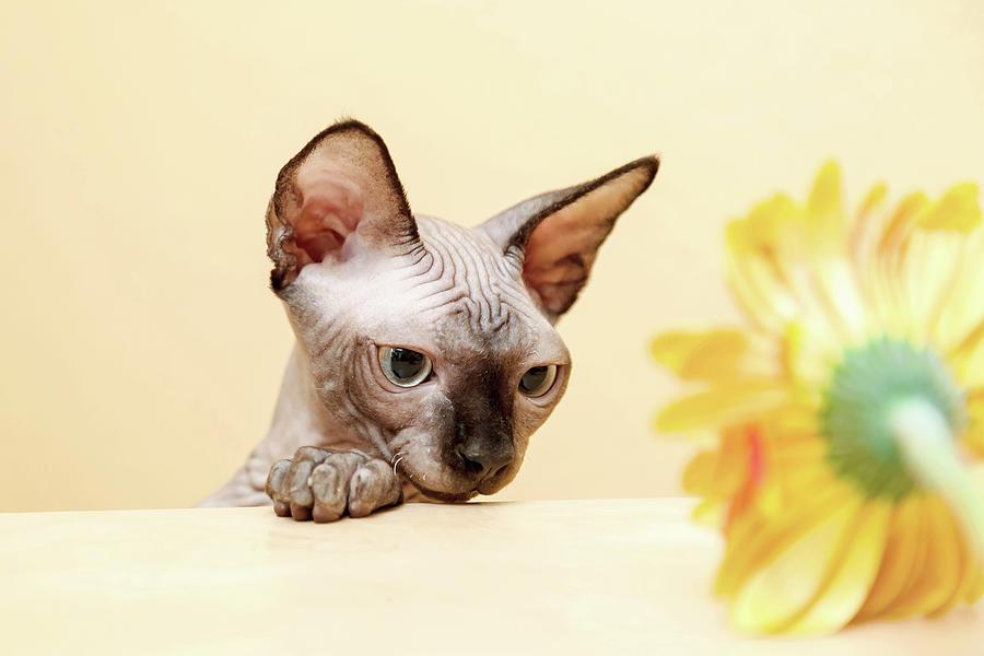 sphynx kitten looks at the orange flower cavan images