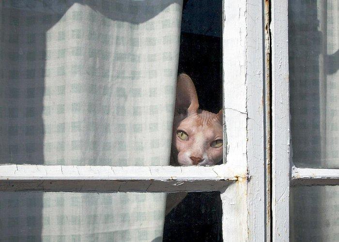 sphynx peeks round the curtain glennis siverson