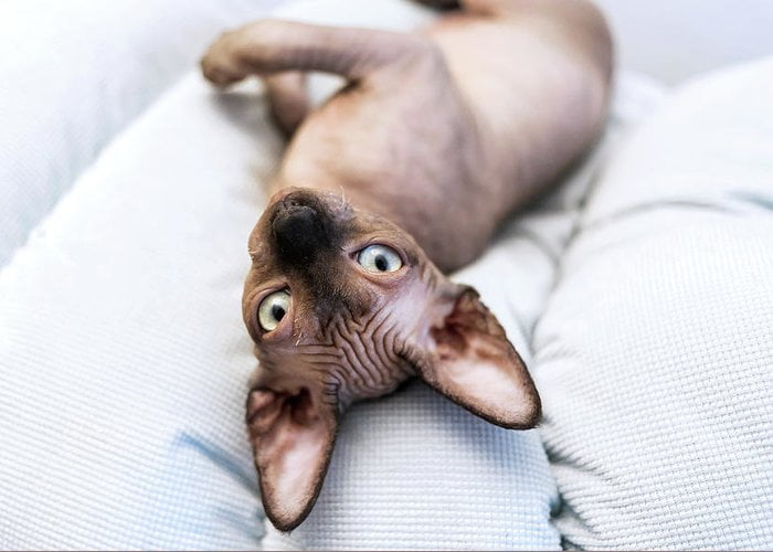 the sphynx kitten is lying on the light blue plush blanket cavan images