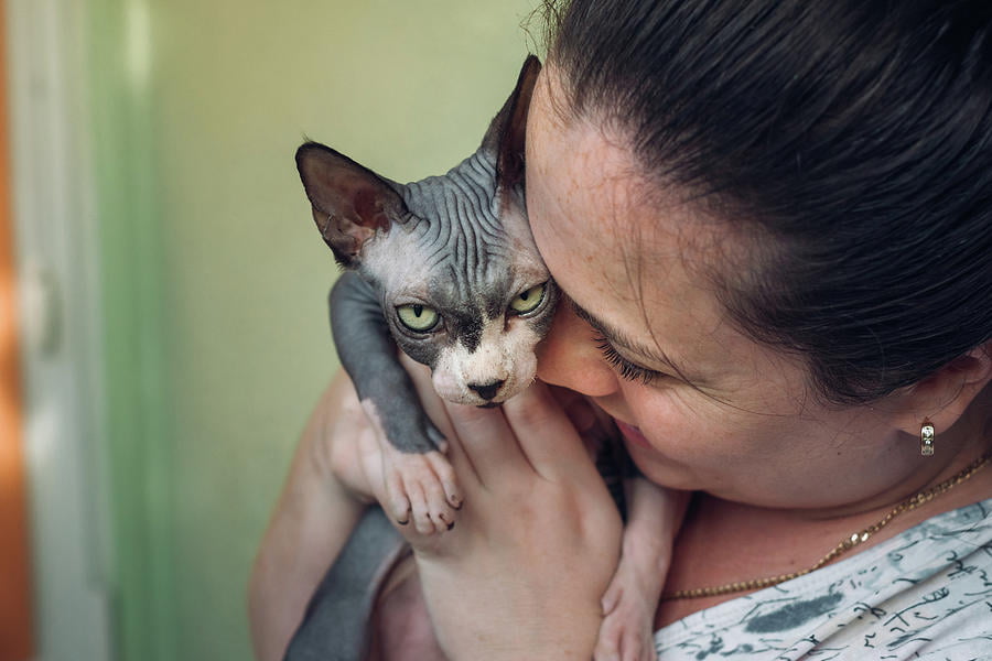 woman carrying sphynx cat and kisses cavan images anastasiya chichkanova