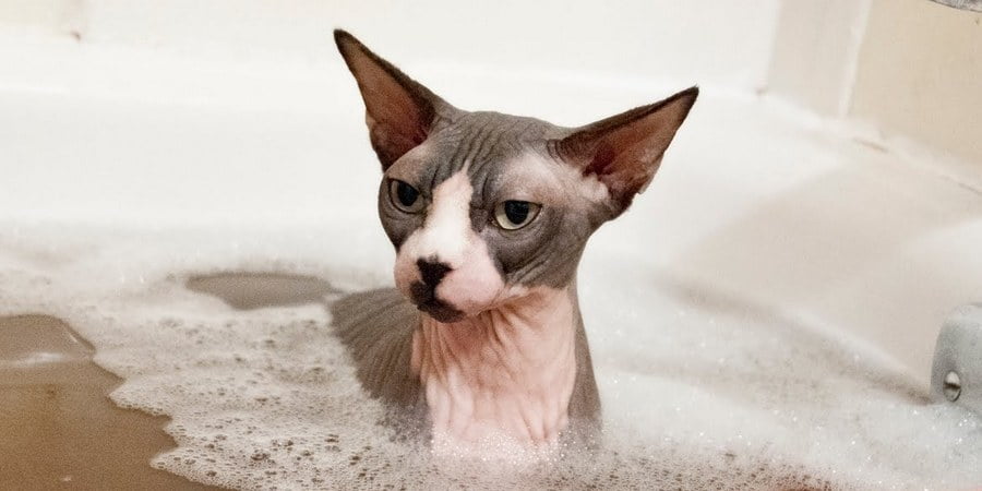 how to bathe a sphynx kitten 3