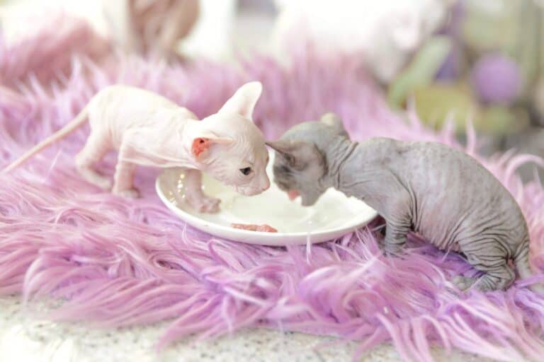 two sphynx kittens eating meat 768x512 1