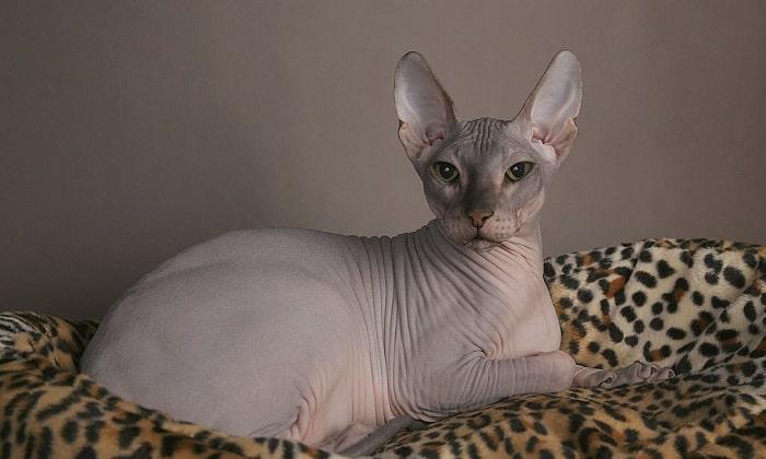 hairless cat price