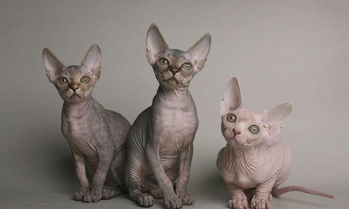 hairless cat