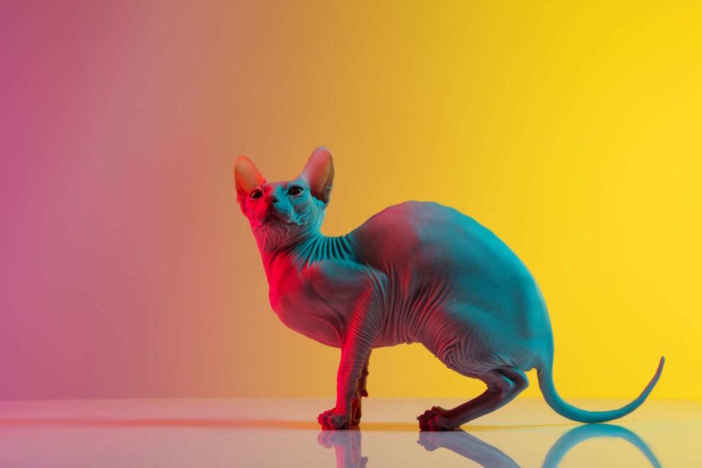 cute sphynx cat kitty