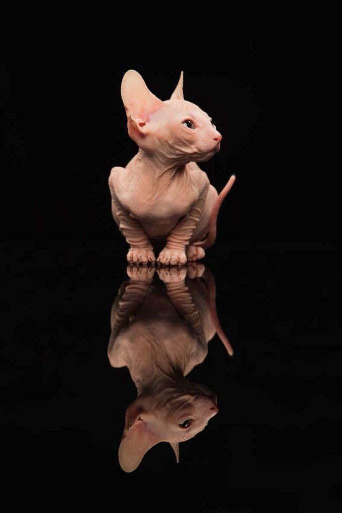 cute sphynx cat kitty posing