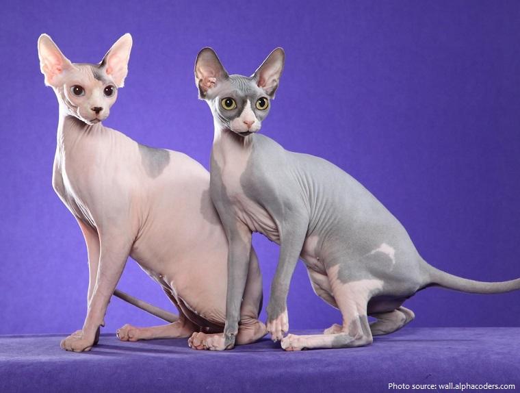 sphynx cats