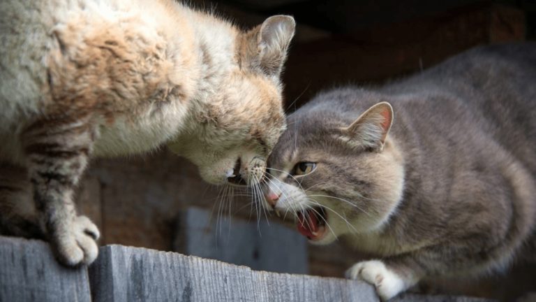 Коты дерутся. Что вам нужно знать про кошачьи бои.