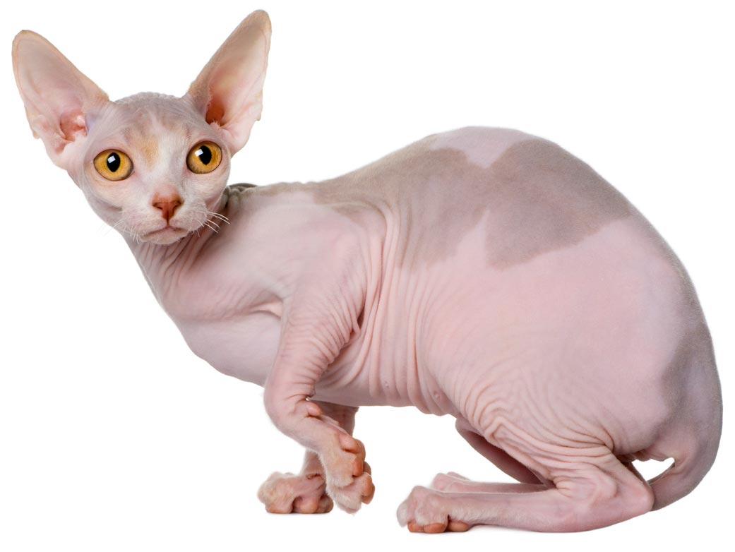 cat sphynx 1